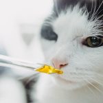 A detailed review about using the CBD oil for pets