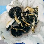 Psilocybe cubensis, magic mushrooms