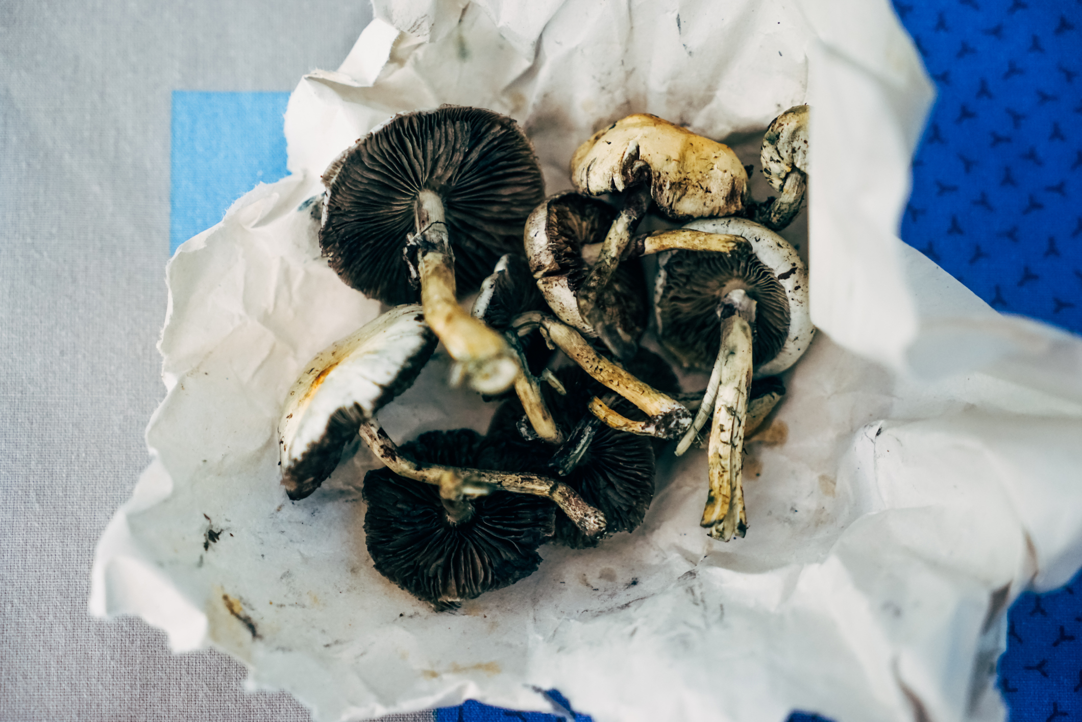 Psilocybe cubensis, magic mushrooms