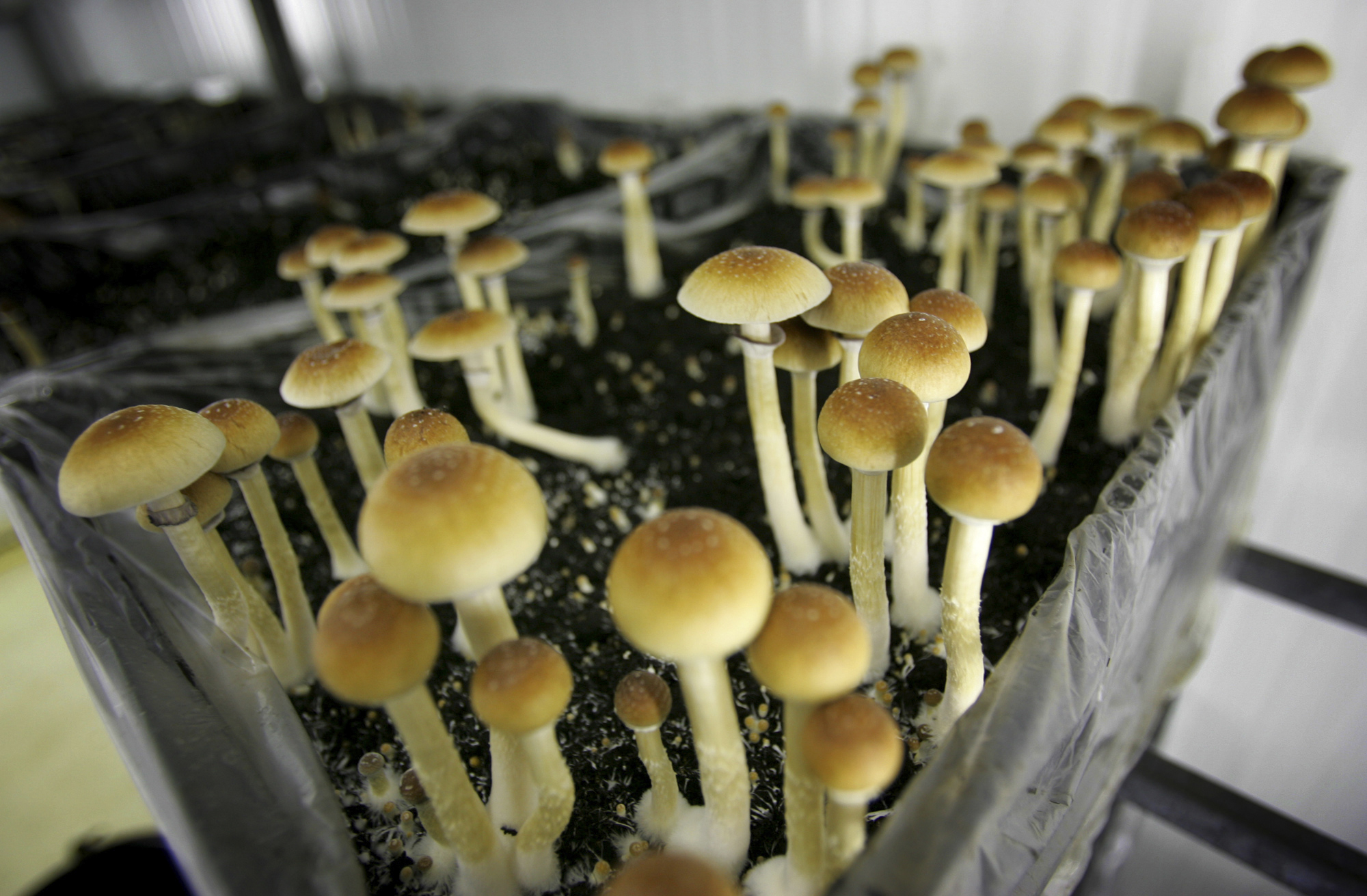 get-your-magic-mushrooms